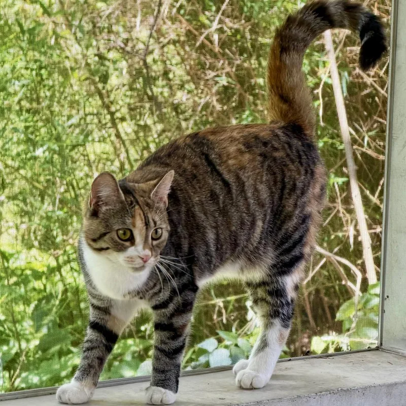 A young medium-sized female Calico Domestic Medium Hair cat named Pumpkin for adoption in Novelty, OH
