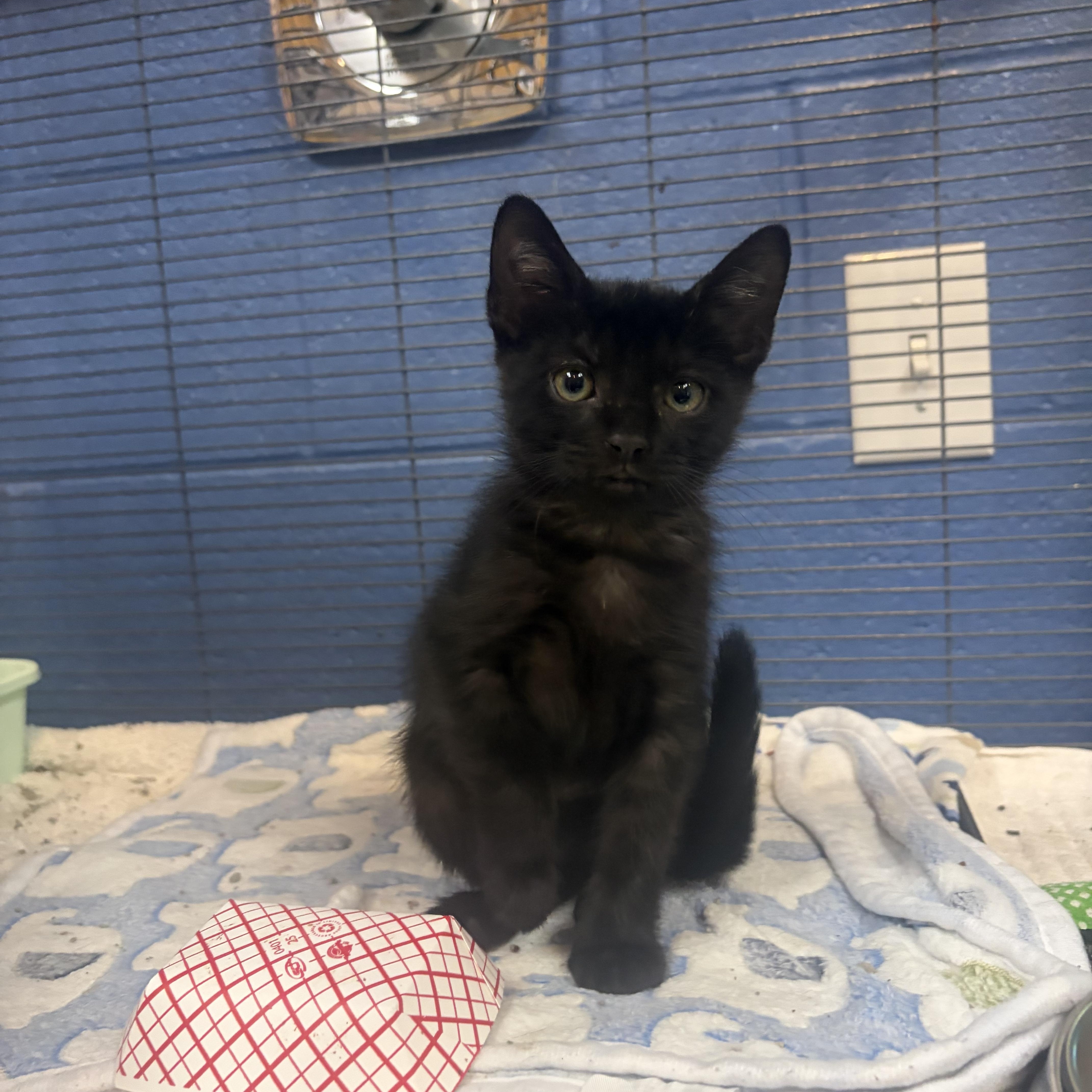 A baby medium-sized male Black Domestic Short Hair cat named Stallion for adoption in Charleston, SC