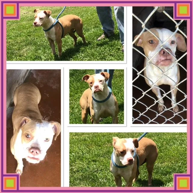 An adult medium-sized female Yellow / Tan / Blond / Fawn Boxer dog named Sheena for adoption in Buckhannon, WV