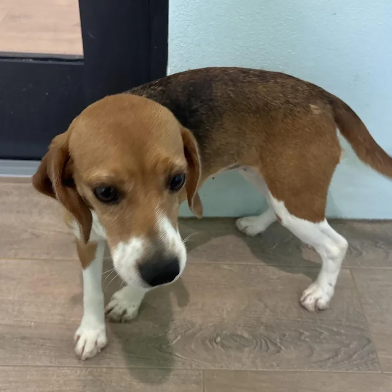 A young small-sized female Brown / Chocolate Beagle dog named Kyoto for adoption in LOXAHATCHEE, FL