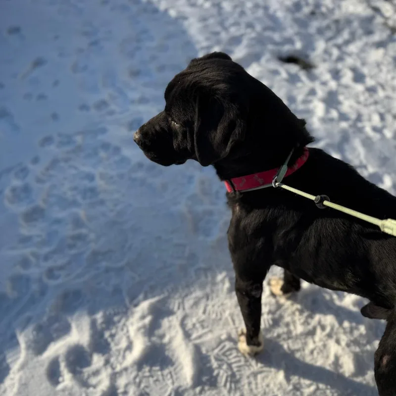 Van Helsing thumbnail 2