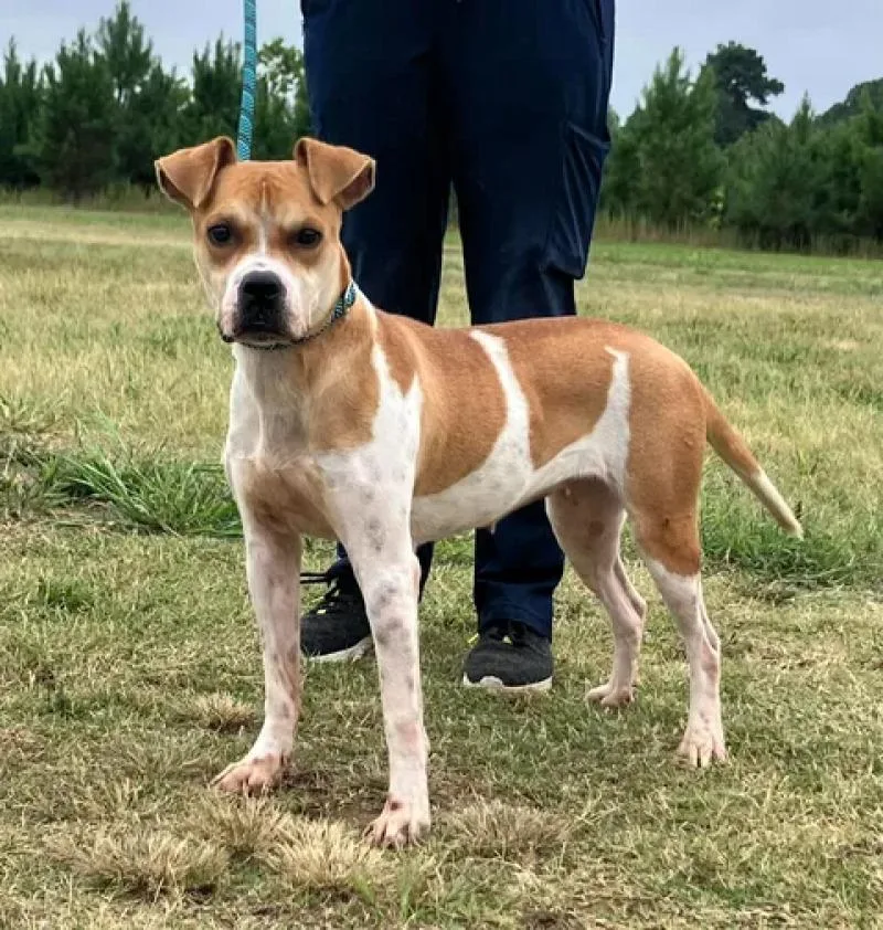 An adult medium-sized female Boxer dog named Monica for adoption in Jackson, TN
