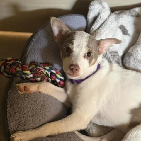 A baby small-sized male Chihuahua dog named Felipe for adoption in West Palm Beach, FL