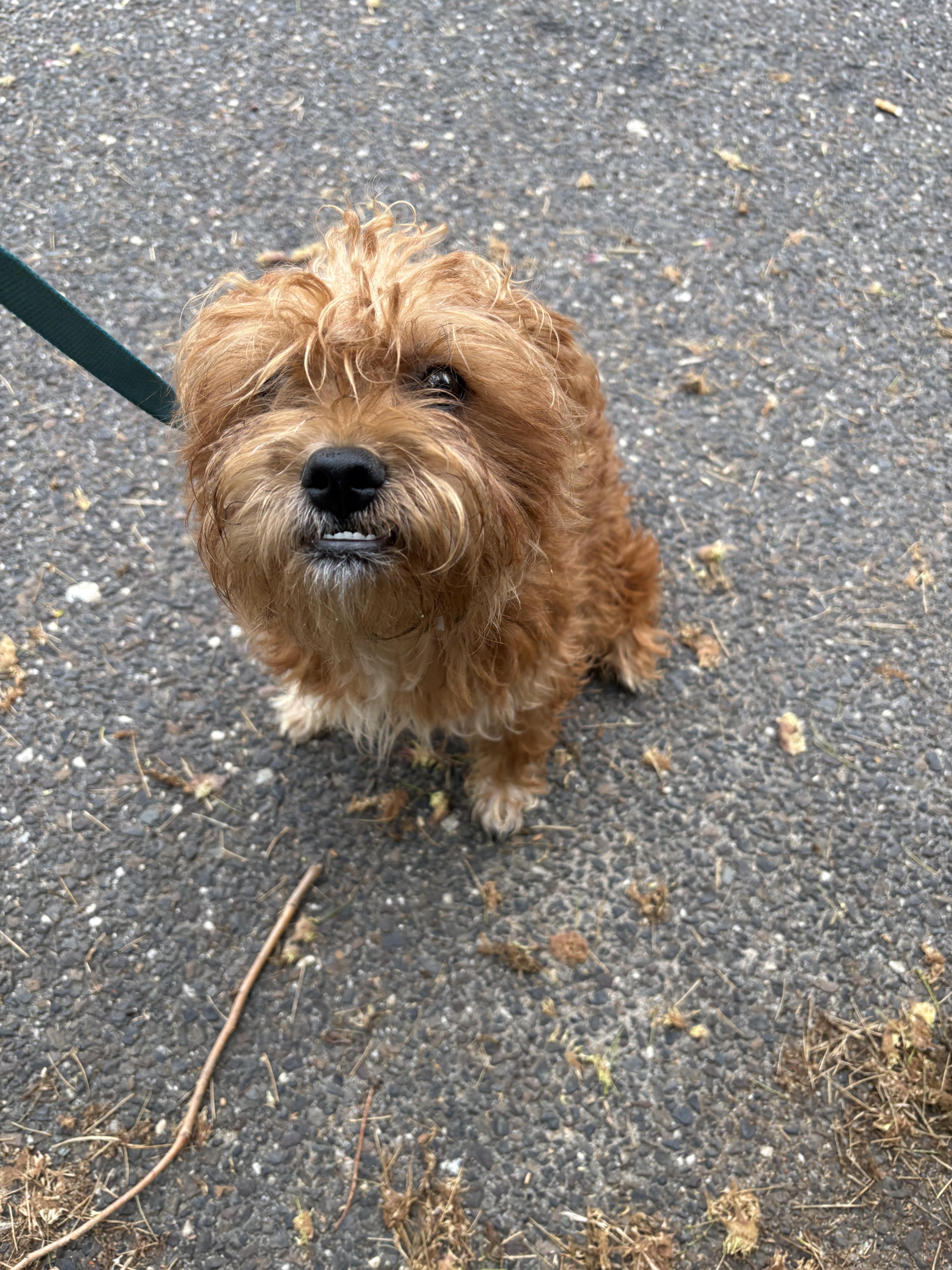 A baby small-sized male Terrier dog named Simba for adoption in Hamilton, NJ
