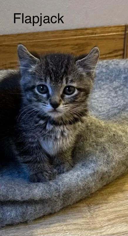 A young small-sized male Brown / Chocolate Domestic Short Hair cat named Flapjack for adoption in Fort Collins, CO