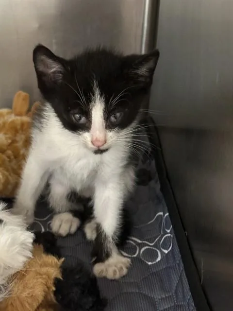 A baby small-sized male Domestic Short Hair cat named Hansel for adoption in Riverside, CA