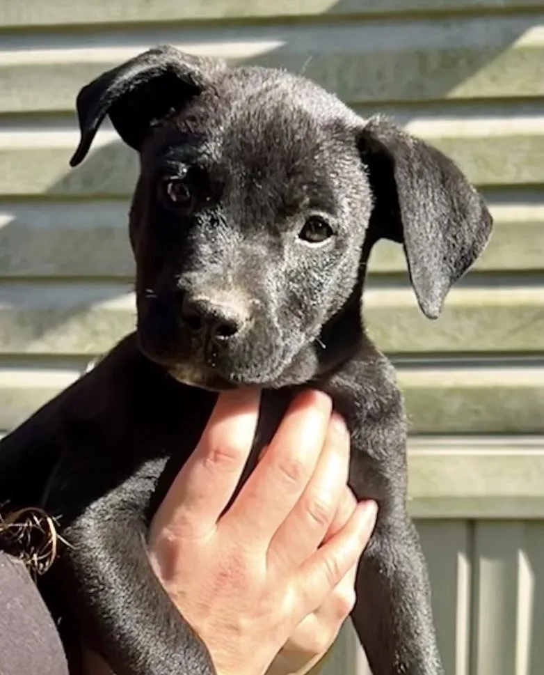 Shaq  hoops litter thumbnail 3