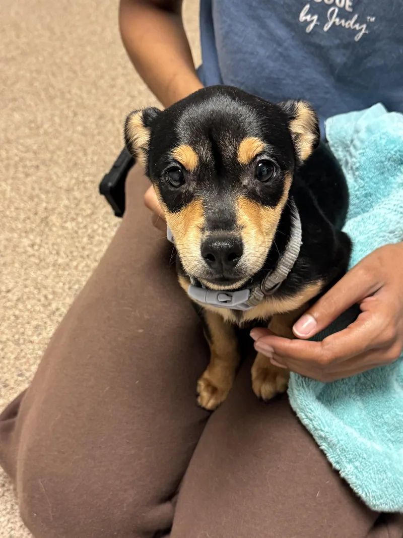 A baby small-sized female Chihuahua dog named Zoey for adoption in Sanford, FL