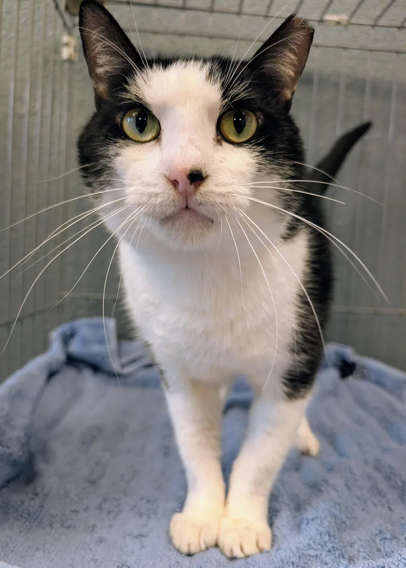 An adult large-sized male Black & White / Tuxedo Domestic Short Hair cat named Clifford for adoption in Palm Harbor, FL