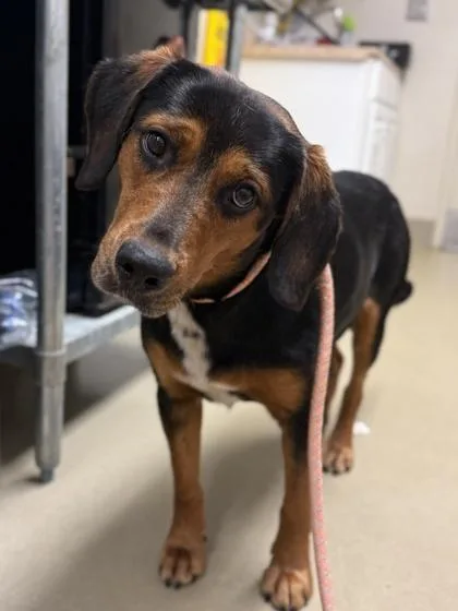 An adult medium-sized female Hound dog named Swiss Roll for adoption in King William, VA