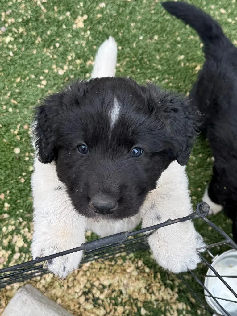 A baby small-sized male Collie dog named Sprite for adoption in Chino Valley, AZ