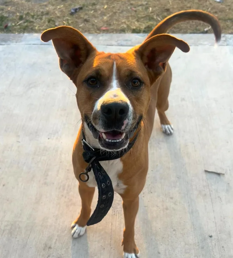 A young medium-sized male Boxer dog named Axel for adoption in Longview, TX