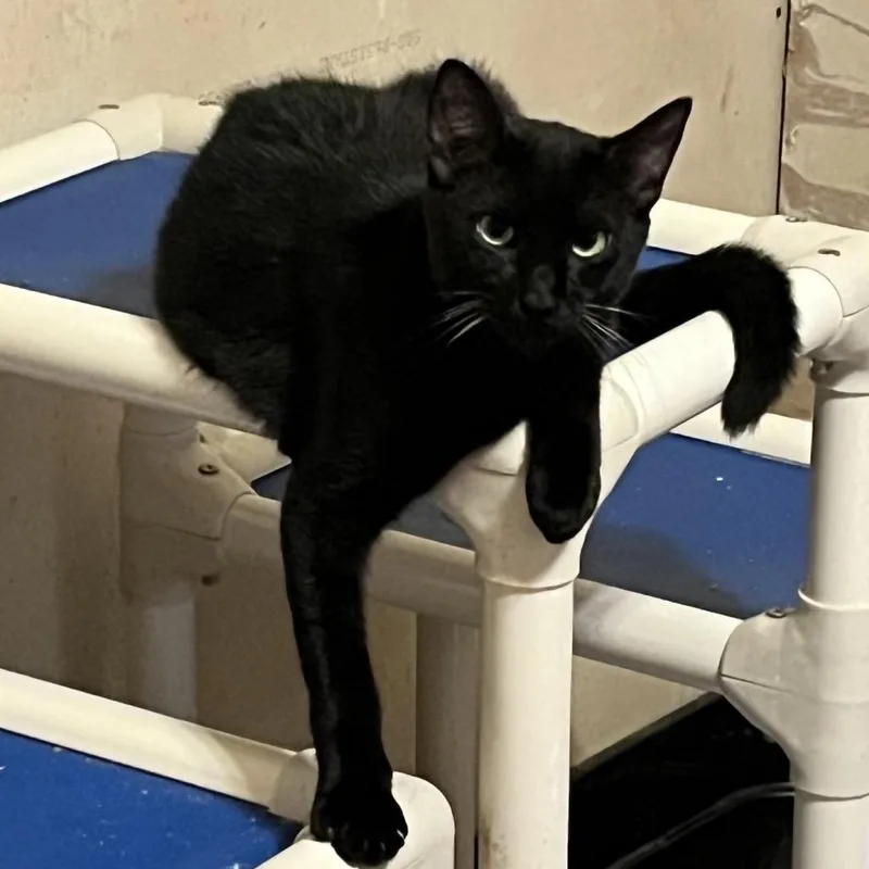 A young small-sized male Black Domestic Short Hair cat named Scotch for adoption in Volcano, HI