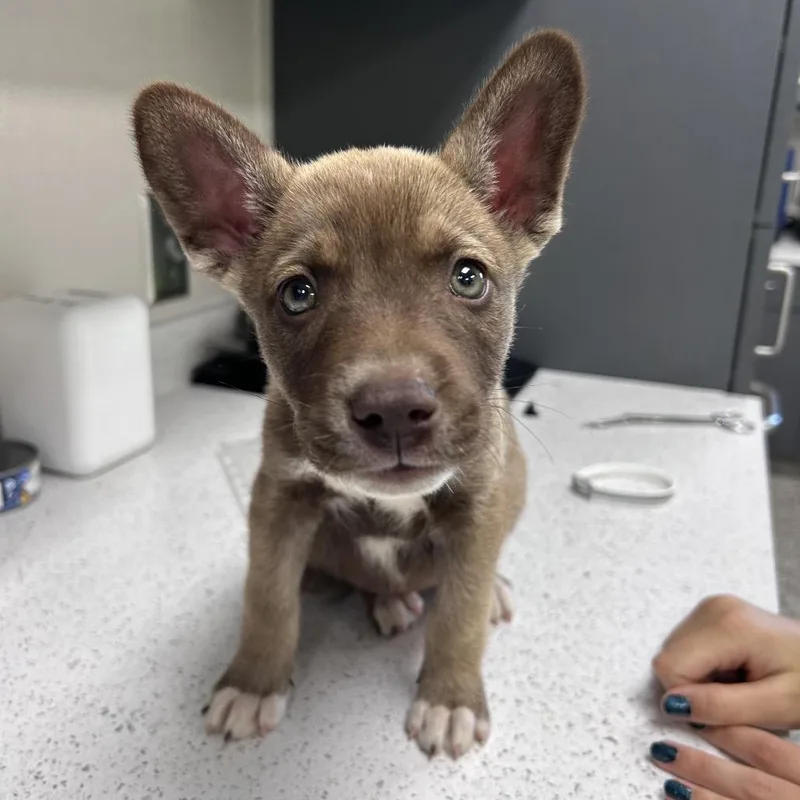 A baby small-sized female Yellow / Tan / Blond / Fawn Shepherd dog named Cinnamon Roll for adoption in Morganton, NC