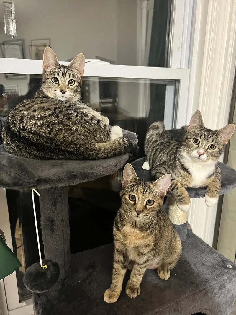 Mercury And Jupiter Millick thumbnail 2