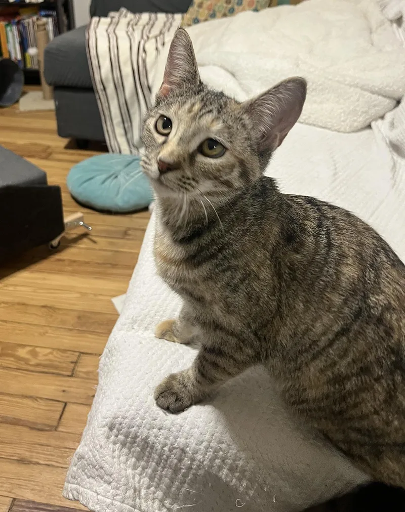 Mercury And Jupiter Millick thumbnail 5