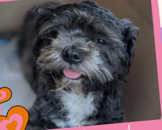 An adult small-sized female Shih Tzu dog named Queentina WAT for adoption in Missouri City, TX