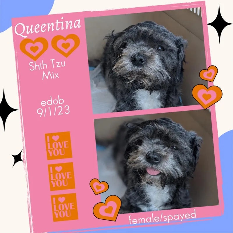 Queentina WAT thumbnail 3