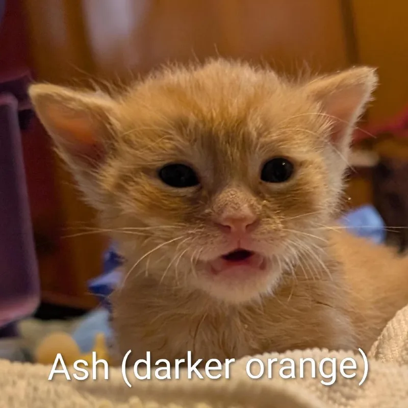 A baby small-sized male Orange / Red Domestic Short Hair cat named Ashlyn for adoption in Oak Park, IL