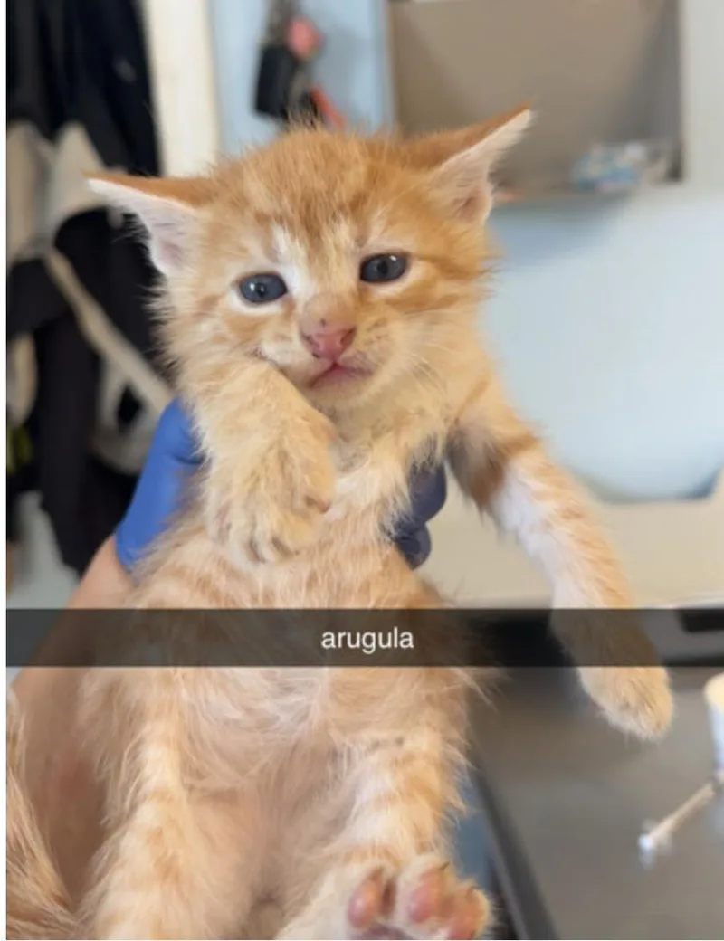 A young small-sized male Tabby (Orange / Red) Domestic Short Hair cat named Arugula for adoption in Marshall, NC