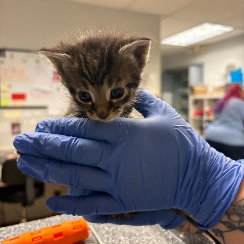 A baby small-sized female Brown / Chocolate Domestic Short Hair cat named Nova for adoption in Birdsboro, PA
