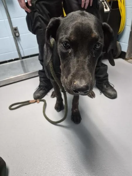 A young medium-sized female Hound dog named Pen for adoption in Lawrenceville, GA
