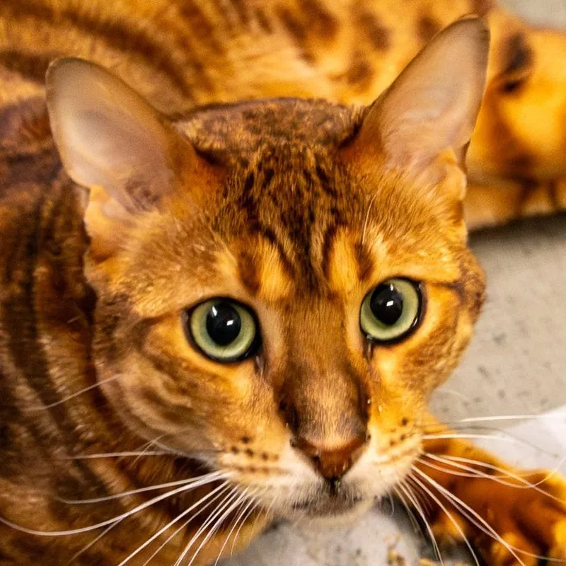 An adult large-sized male Brown / Chocolate Bengal cat named Mao for adoption in Kennebunk, ME