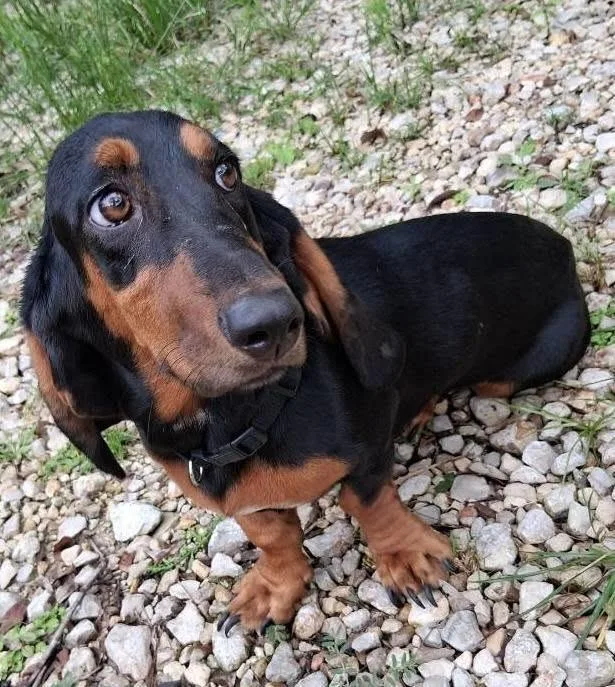 A young small-sized female Basset Hound dog named Daphne for adoption in Spring, TX