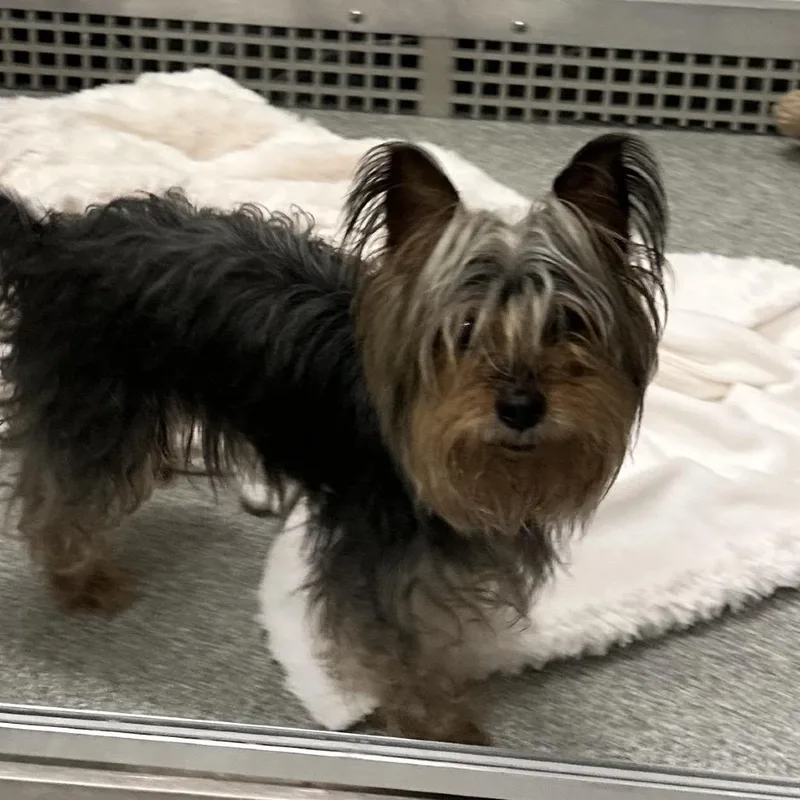 A senior small-sized female Black Mixed Breed dog named Dorothy for adoption in Hinsdale, IL