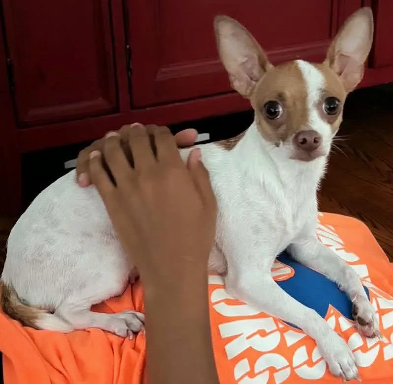 A young small-sized female Apricot / Beige Chihuahua dog named Beyoncรฉ for adoption in Silver Spring, MD