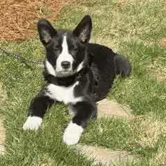 A baby small-sized female Black Border Collie dog named Panda Bear for adoption in Wake Forest, NC