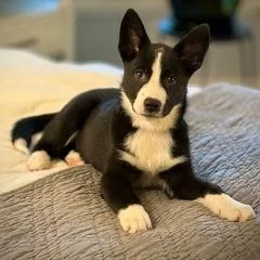 Panda Bear thumbnail 2