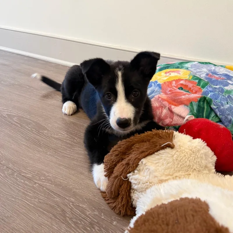 Panda Bear thumbnail 3