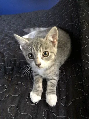 A baby medium-sized female Domestic Short Hair cat named Juanita for adoption in Coatesville, PA