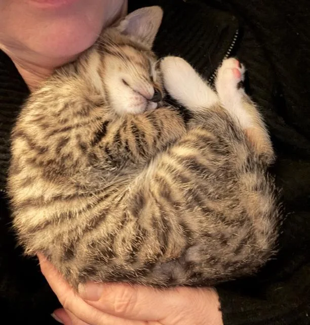 A baby medium-sized male Domestic Short Hair cat named Caddie for adoption in Shoreline, WA