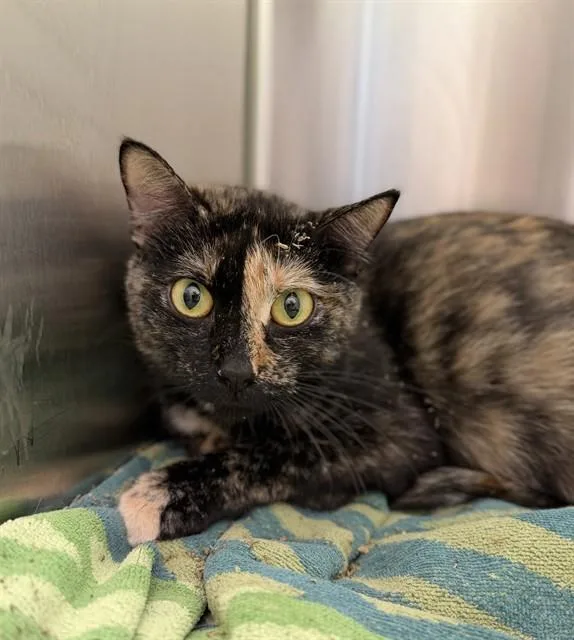 A young medium-sized female Domestic Short Hair cat named Mesa for adoption in Brighton, CO