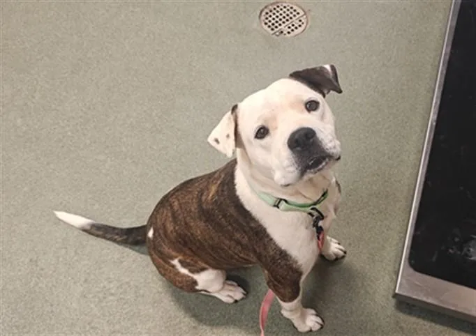 An adult large-sized male Pit Bull Terrier dog named Dexter for adoption in Santa Fe, NM