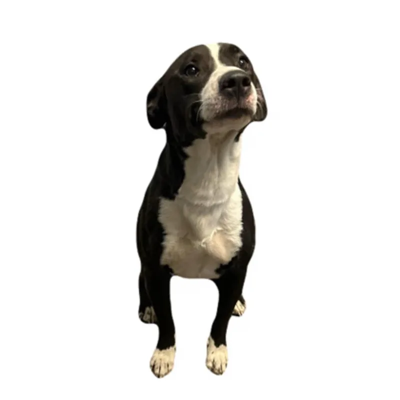 An adult medium-sized male Pit Bull Terrier dog named Blaze for adoption in Red Bluff, CA