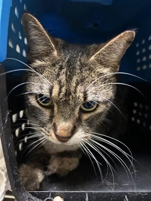An adult small-sized female Domestic Short Hair cat named Koray for adoption in Sacramento, CA