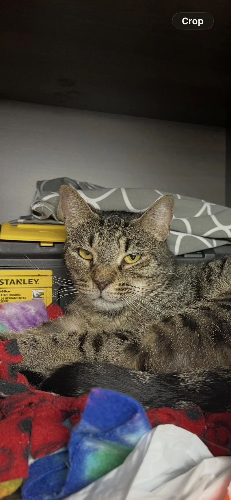 A senior medium-sized male Tabby cat named Buddy for adoption in Naples, FL