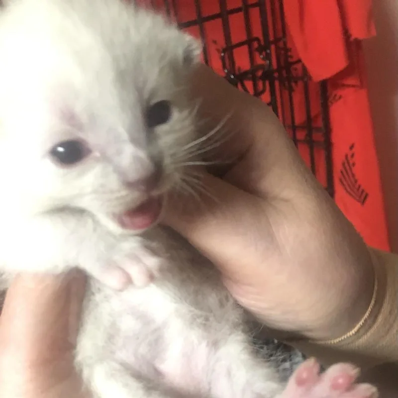 A baby small-sized female White Domestic Short Hair cat named Bella for adoption in Winston Salem, NC