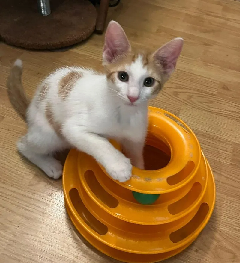 A young small-sized male Orange & White Domestic Short Hair cat named Peanut for adoption in Orlando, FL