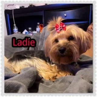 Ladie