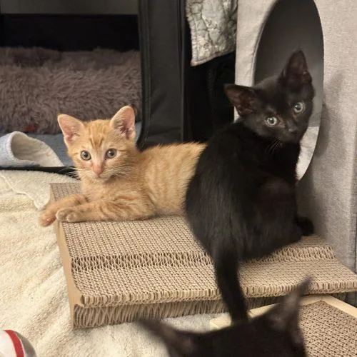 A baby small-sized male Black Domestic Short Hair cat named Morty for adoption in Plantation, FL