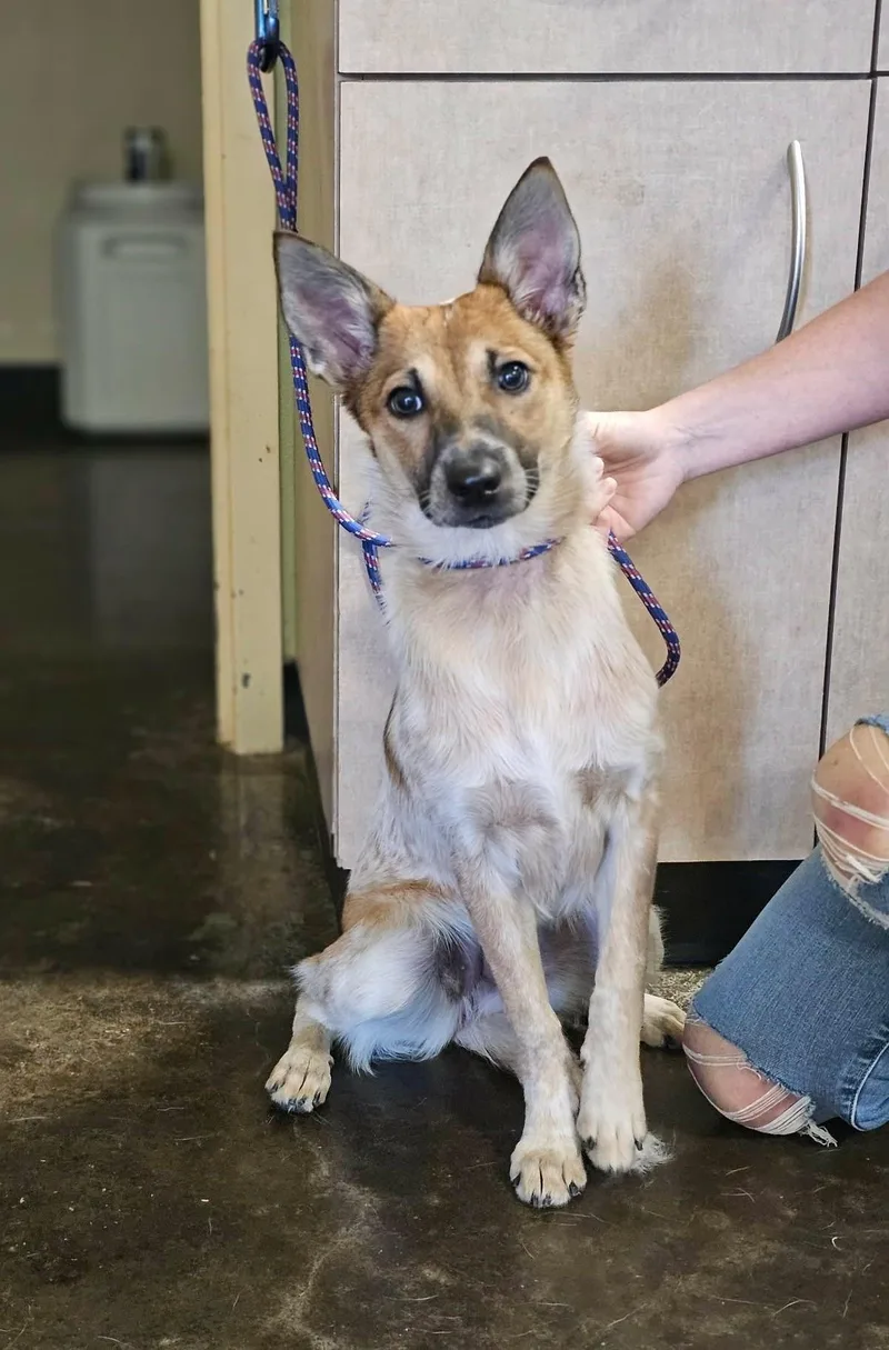 Found stray: Timber