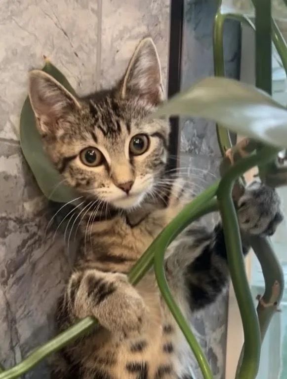 A baby small-sized female Domestic Short Hair cat named Cindy Crawford for adoption in Dallas, TX
