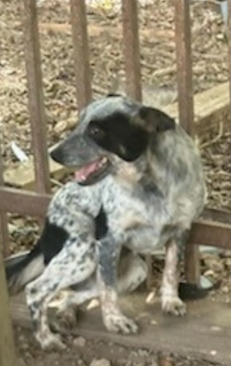 A young medium-sized female Australian Cattle Dog / Blue Heeler dog named Skittles for adoption in Bradenton, FL