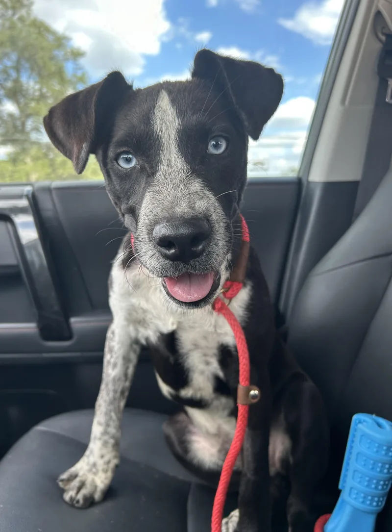A young medium-sized male Catahoula Leopard Dog dog named Cobalt for adoption in LAMPASAS, TX