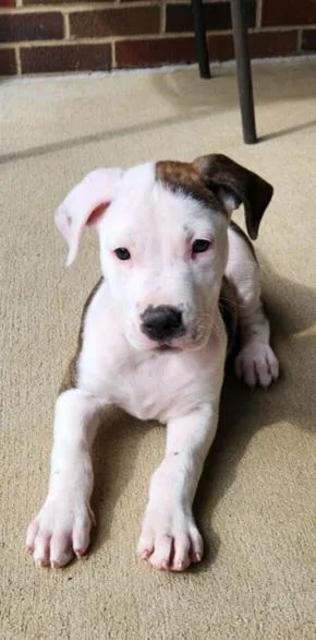 A baby medium-sized male Pit Bull Terrier dog named Louie for adoption in Louisville, OH