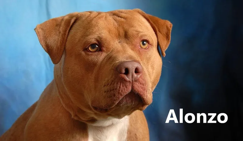 Alonzo